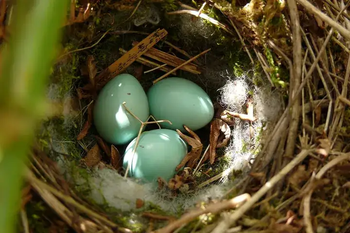 Dunnock nest with blue eggs tucked inside a hedge