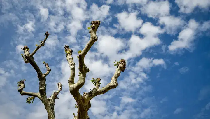 Pollarded tree branches, bare of leaves, against a blue winter sky