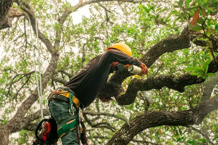 Climbing arborist roped into a tree, pruning branches
