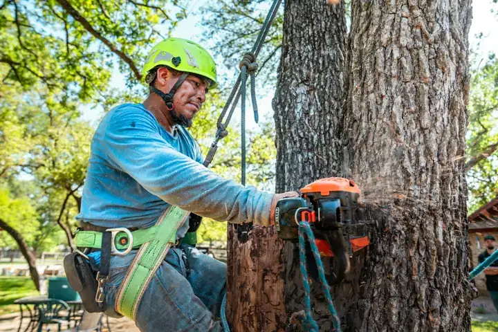 Arborist in a helmet using a chainsaw at the base of a large tree trunk