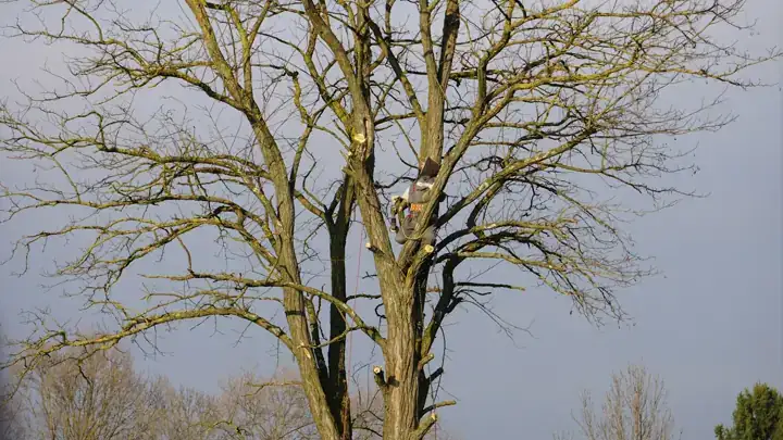 Arborist climbing a large bare tree in winter